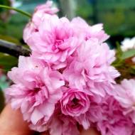 Саджанець Сакура Канзан в контейнері